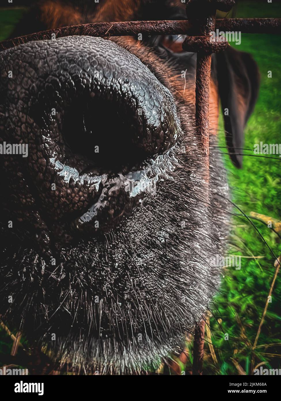 Un primo piano verticale di un naso bagnato di un cane visto tra il cubo della recinzione di filo Foto Stock