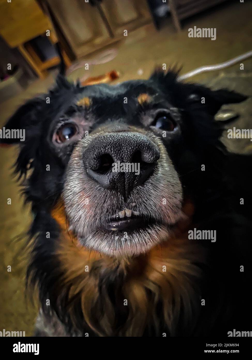 Un colpo di closep verticale di un muso di un cane carino nero e marrone con uno sguardo innocente Foto Stock