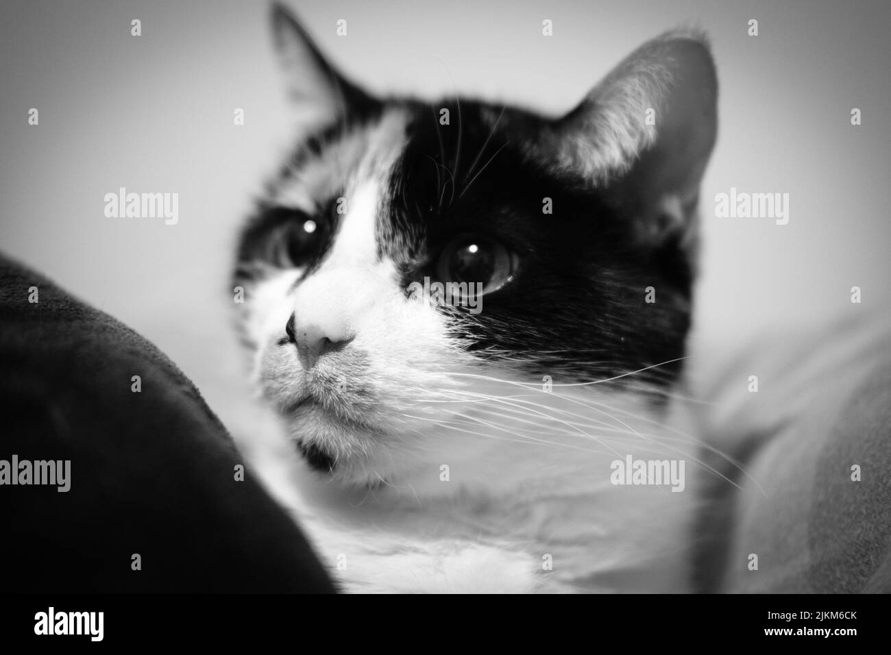 Un ritratto in scala di grigi di un adorabile gatto tricolore con uno sguardo astuto Foto Stock