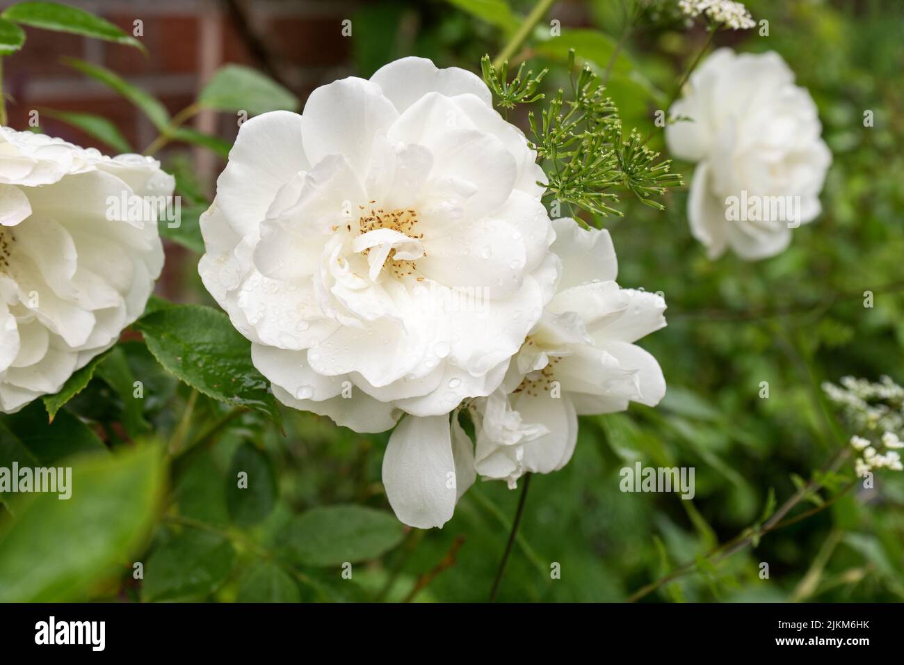 Dettaglio di petali di rosa bianchi in aiuola Foto Stock