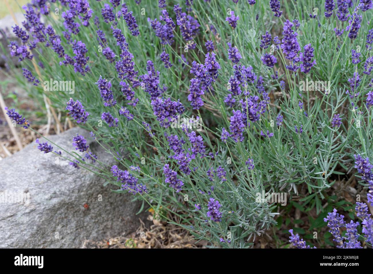 Fioritura cespuglio di lavanda in estate Foto Stock