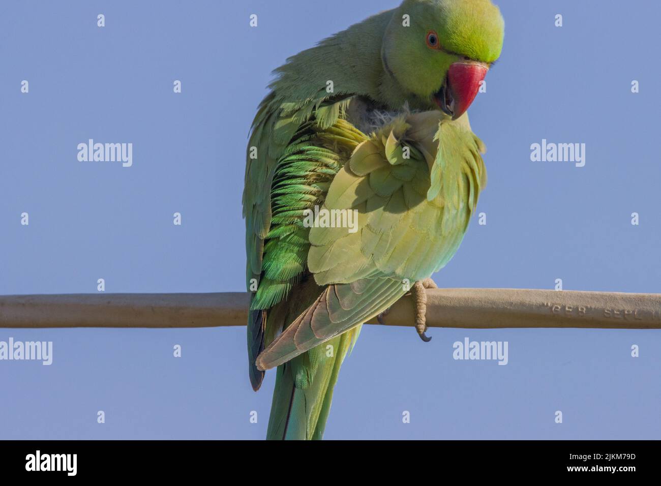 Un primo piano di un parakeet rosato su un filo contro un cielo limpido e senza nuvole Foto Stock