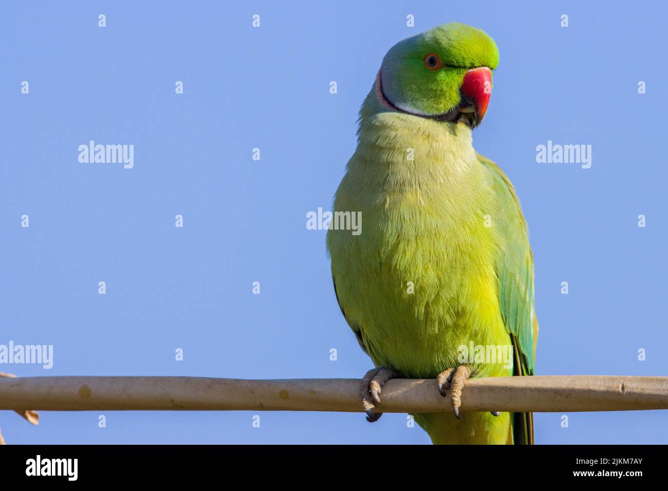 Un primo piano di un parakeet rosato su un filo contro un cielo limpido e senza nuvole Foto Stock