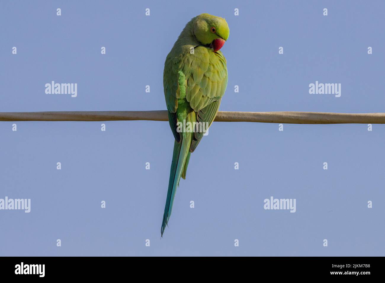 Un primo piano di un parakeet rosato su un filo contro un cielo limpido e senza nuvole Foto Stock