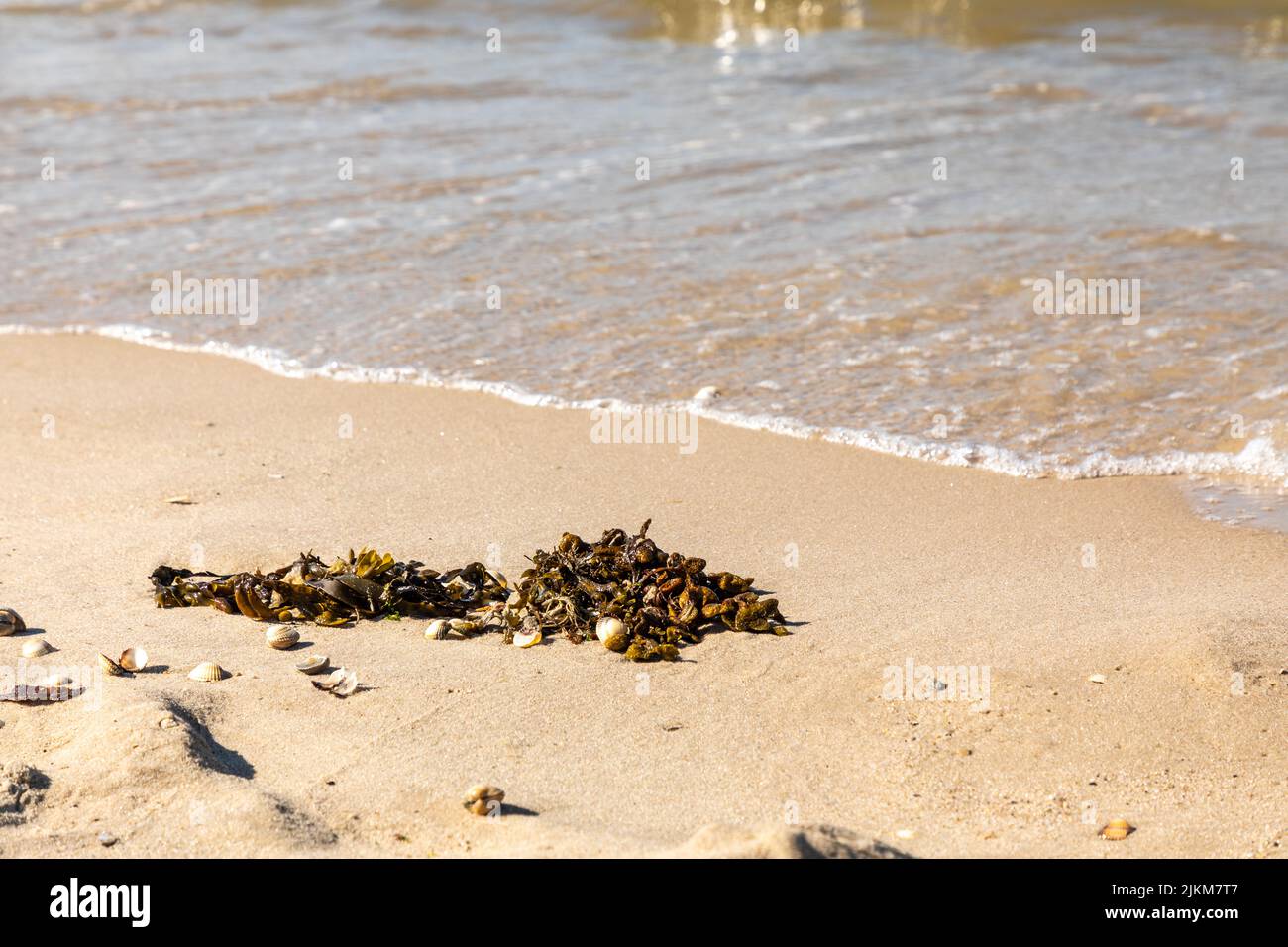 alga alla spiaggia mare nord Foto Stock