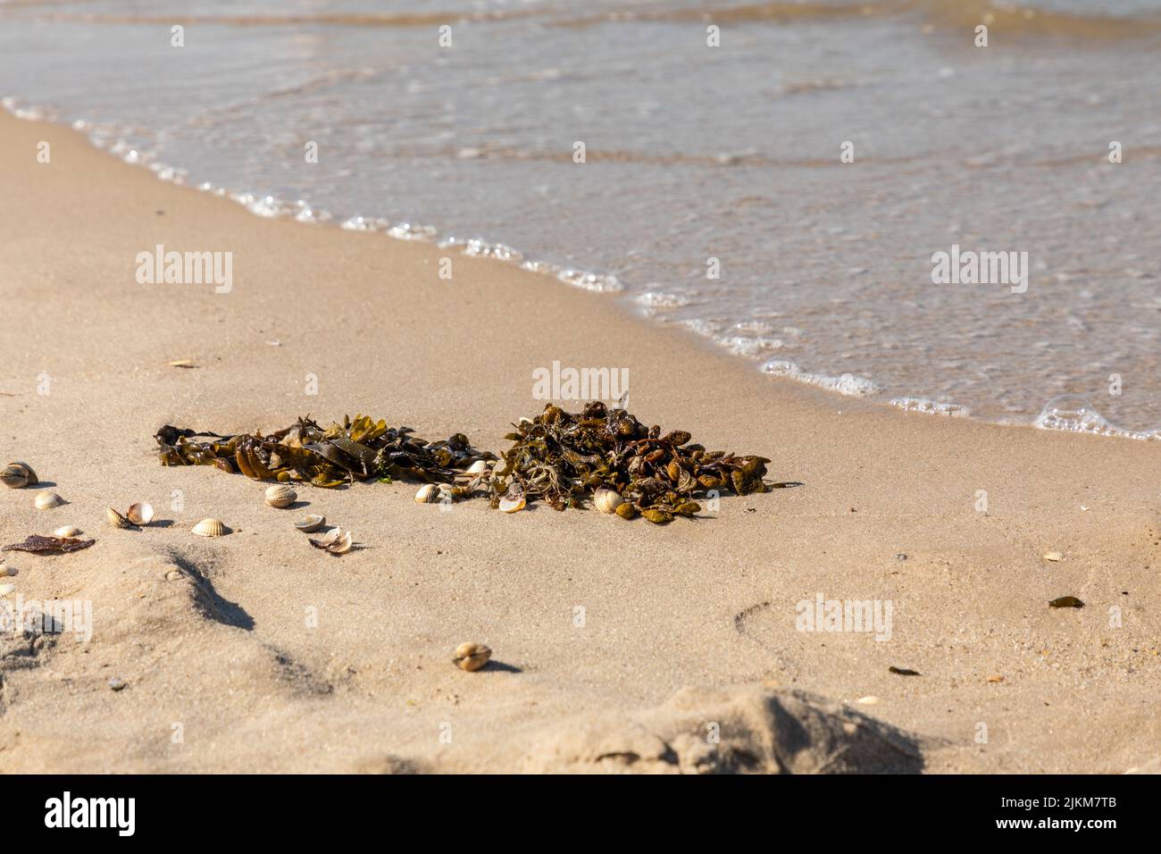 alga alla spiaggia mare nord Foto Stock