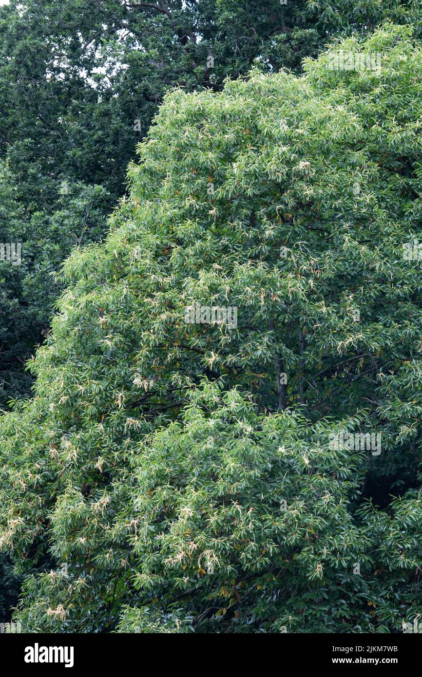 Castagno dolce in fiore - uk Foto Stock