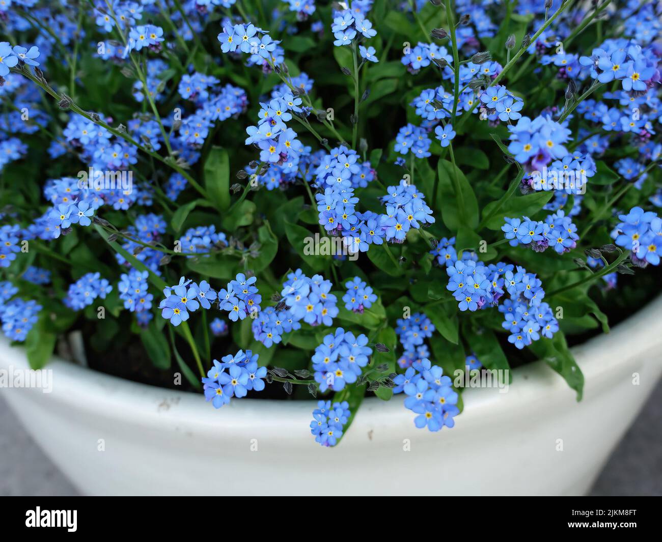 Piccolo blu dimentica-me-non fiori nella pentola Foto Stock
