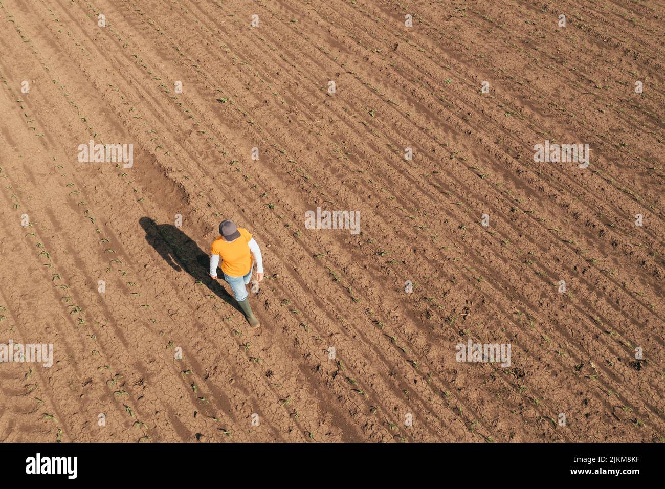 Scatto aereo di agricoltore femmina che cammina attraverso il campo di germogli di mais ed esamina le colture. Contadino che indossa il cappello del camionista e jeans sulla piantagione da dro Foto Stock