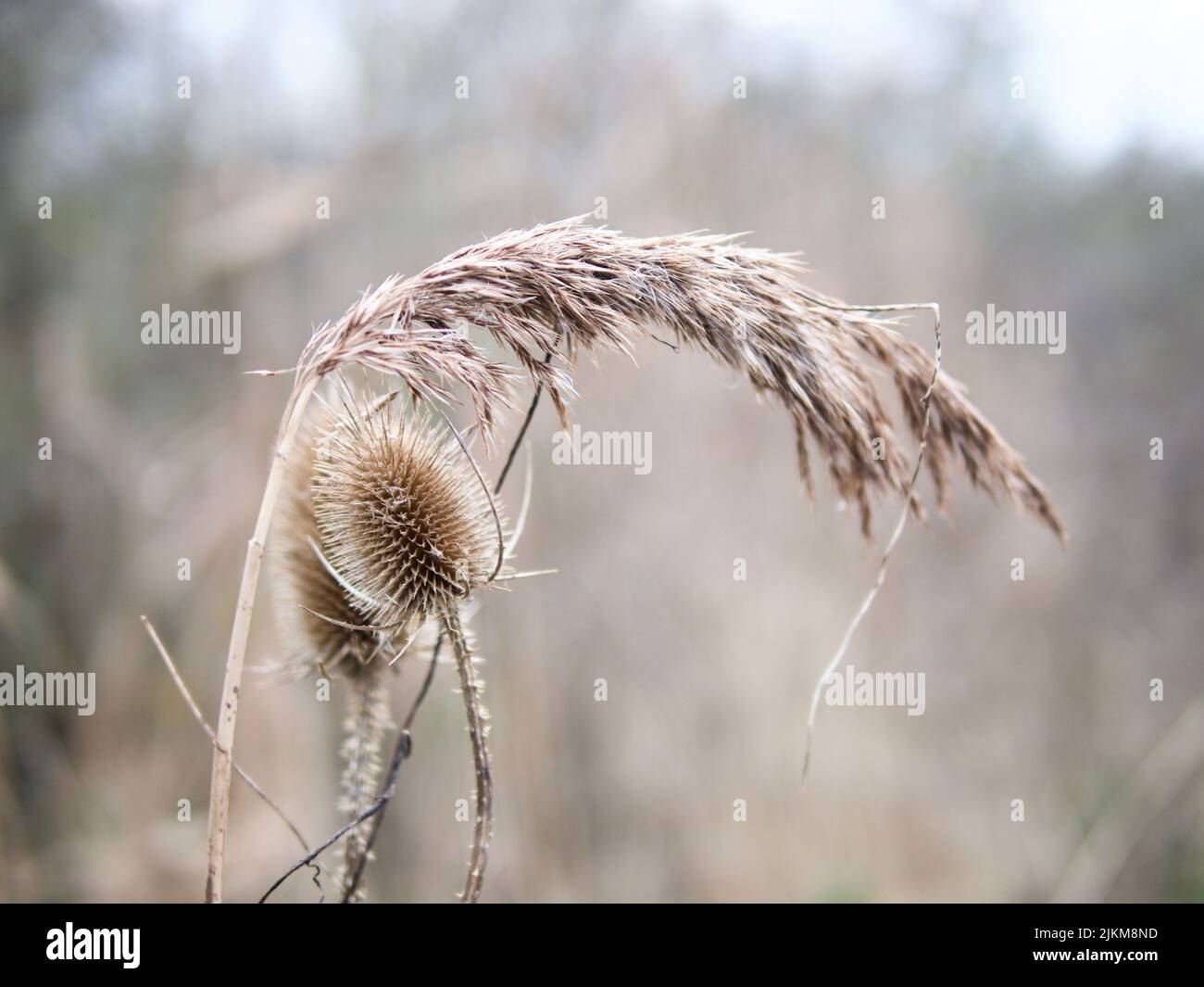 Un primo piano di pianta Thistle secca in un campo con sfondo sfocato Foto Stock