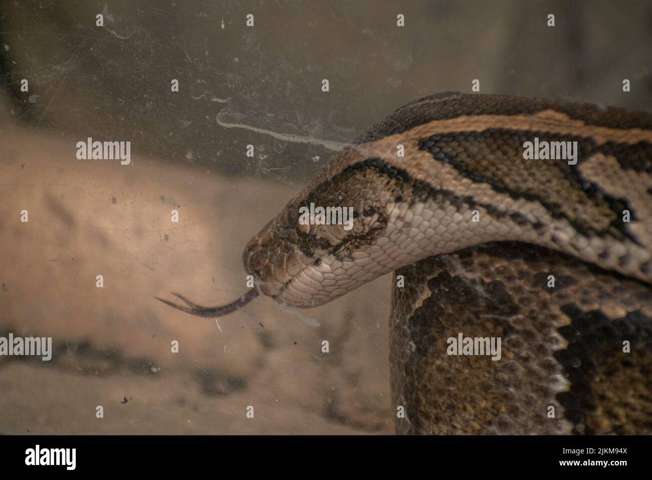 Un primo piano di un serpente di pitone molurus ricurvo in un acquario di vetro con la lingua fuori Foto Stock
