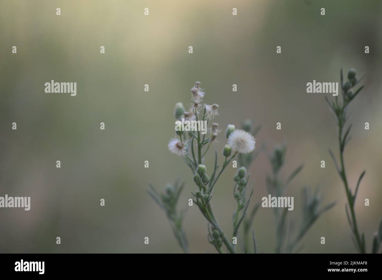 Un primo piano di una pianta argentina di fleabane su sfondo sfocato Foto Stock