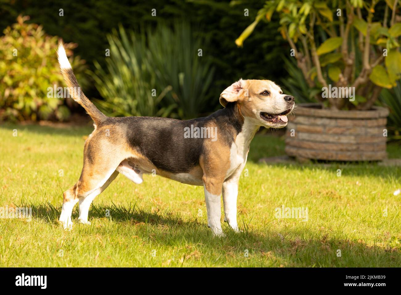 Beagle cane giocare in giardino Foto Stock