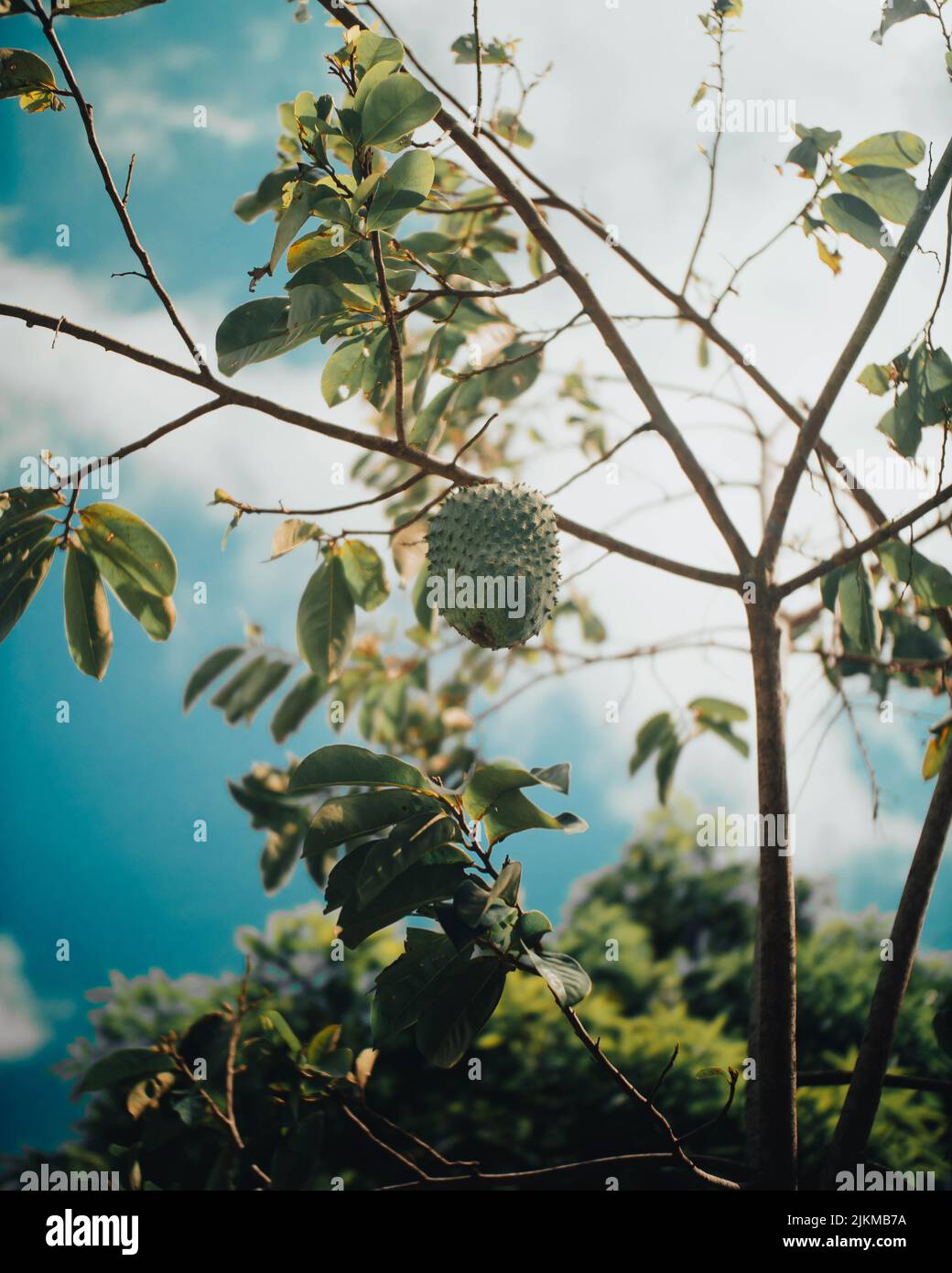 Frutta in Repubblica Domenicana in estate Foto Stock