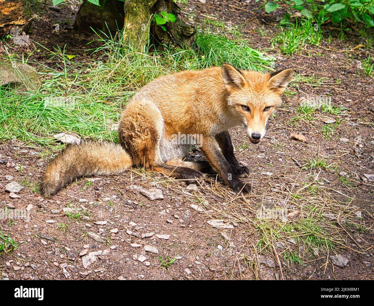 Fox in primo piano guardando lo spettatore. L'animale non ha paura e sembra interessato. Animale colpo Foto Stock