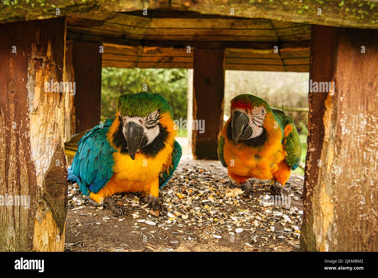 la specie di pappagallo ara è minacciata di estinzione. uccelli colorati in ritratto. Si trovano in Sud America Foto Stock