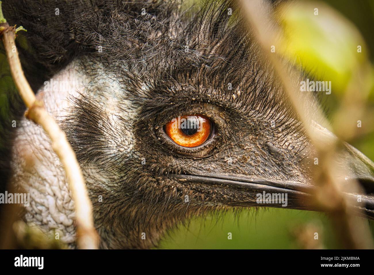 Nandu in ritratto. Primo piano dell'uccello dalla testa. L'occhio giallo arancione si distingue. Animale colpo Foto Stock