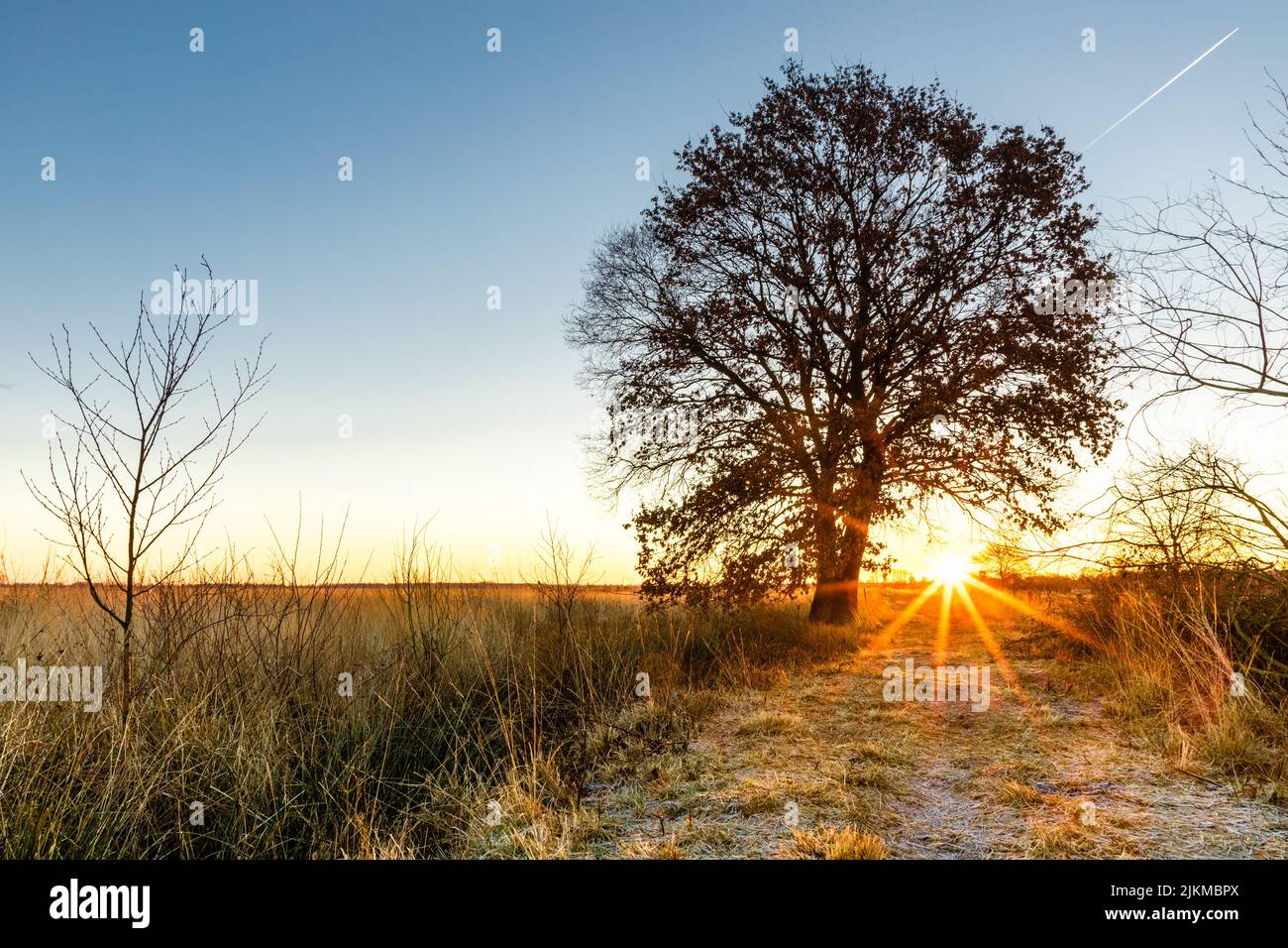 alba invernale colorata su un campo con albero in recker moor germania Foto Stock