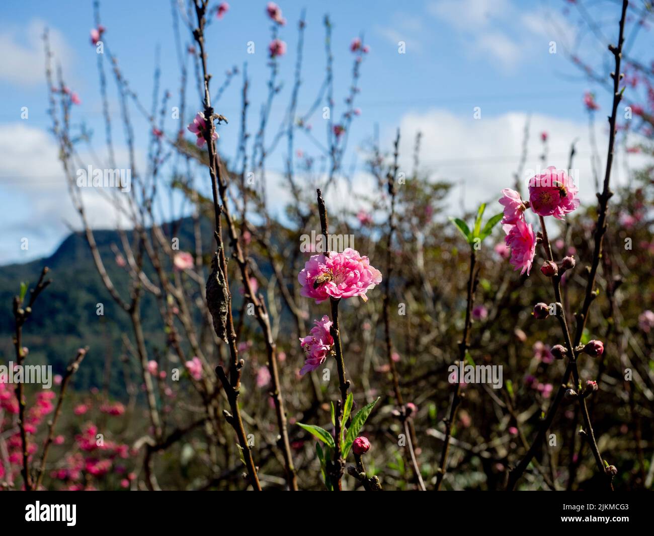 Un fuoco morbido dei fiori rosa che fioriscono dalle piante legnose ad un parco Foto Stock