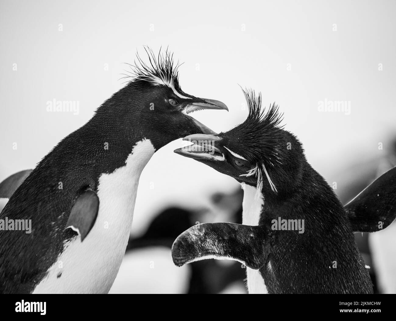 Il pinguino rockhopper meridionale (Eudyptes chrysocome) è un pinguino crestato. Immagine scattata nelle isole Falkland Foto Stock