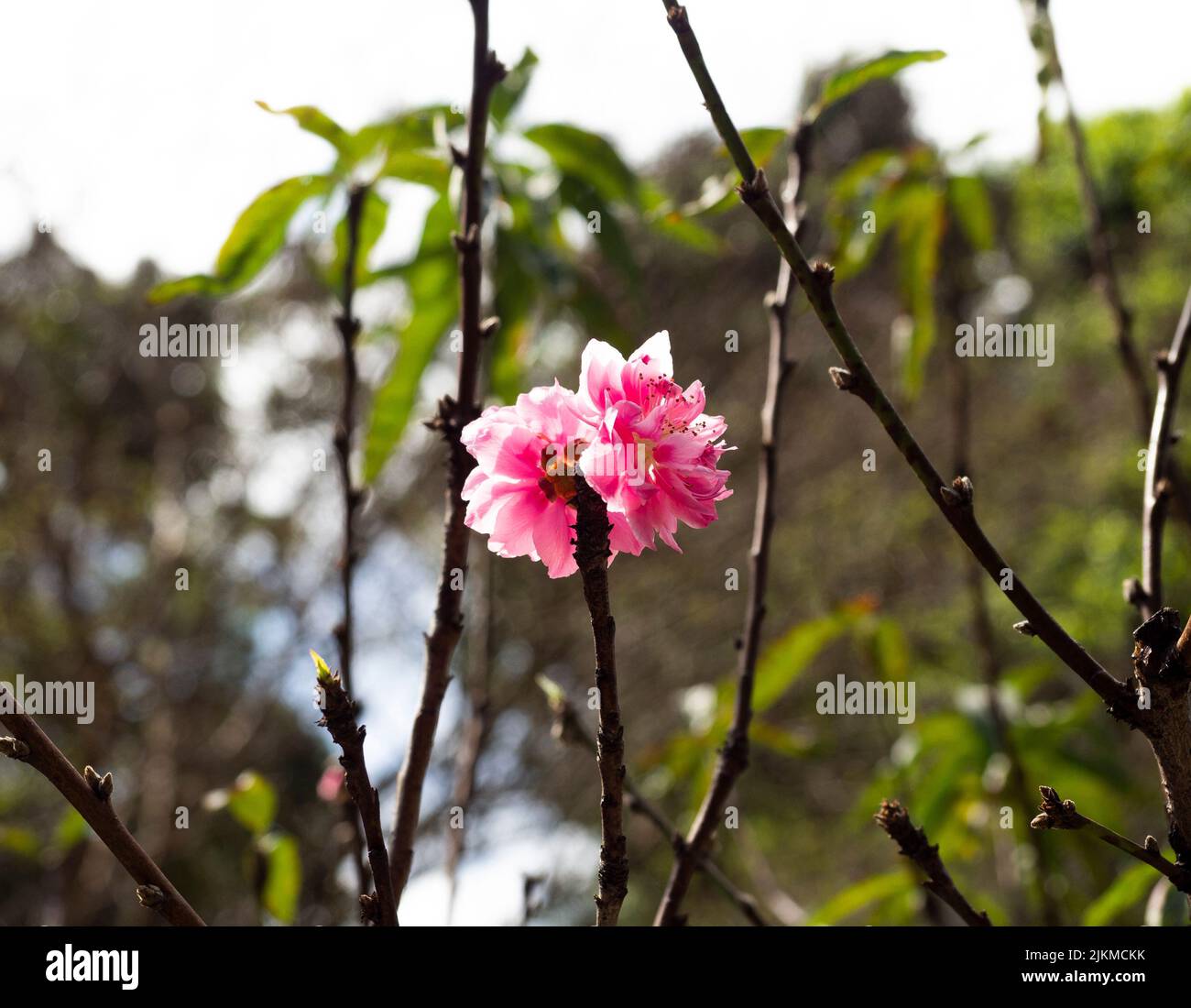 Un fuoco morbido di bei fiori rosa in piena fioritura su una pianta legnosa Foto Stock