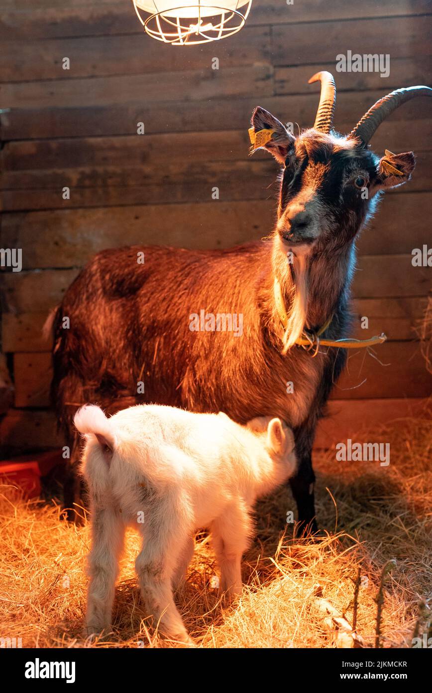 Un colpo verticale di una capra con il suo capretto nel fienile Foto Stock
