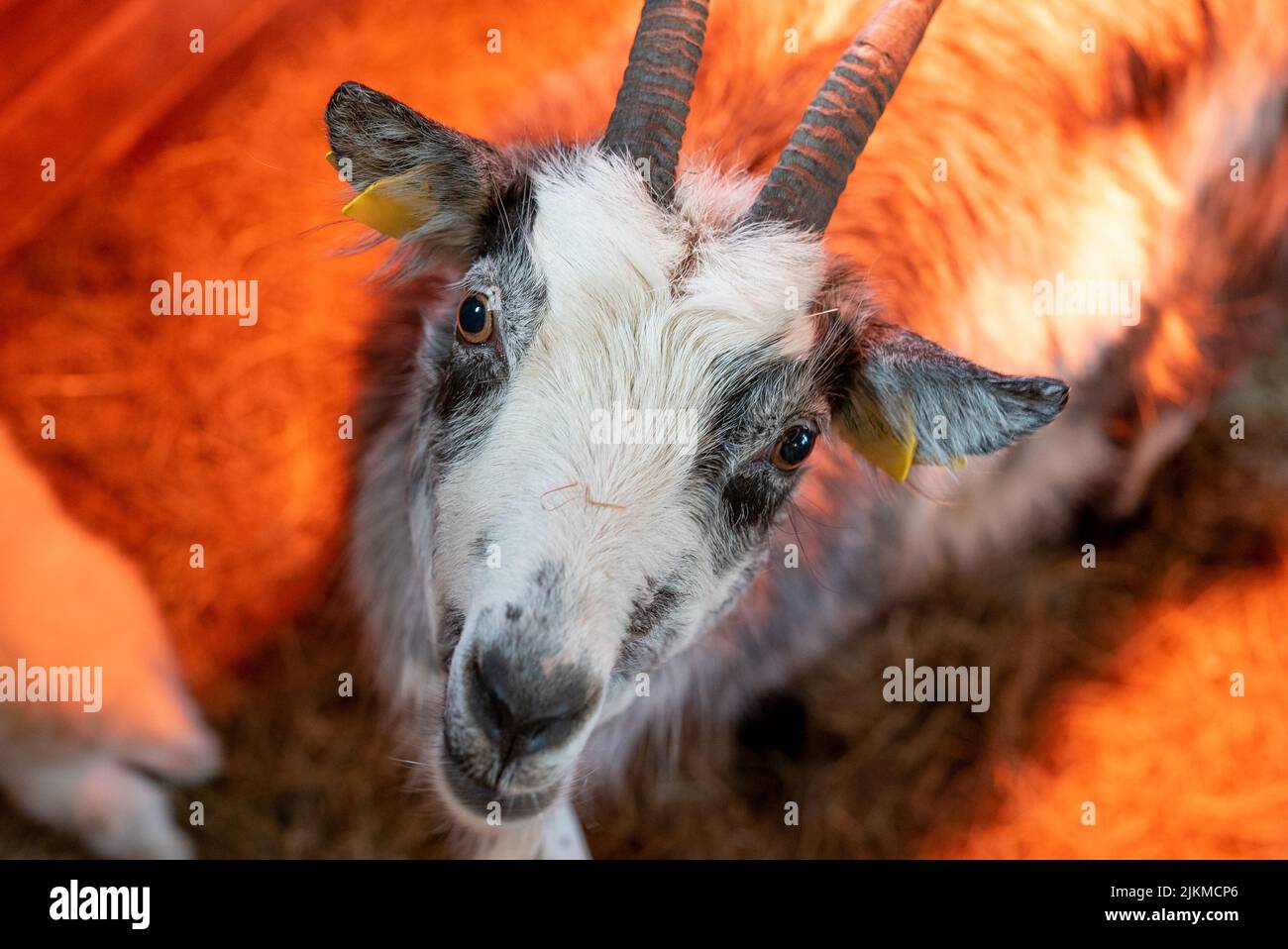 Un primo piano di una carina capra nel fienile sotto una lampada di calore Foto Stock