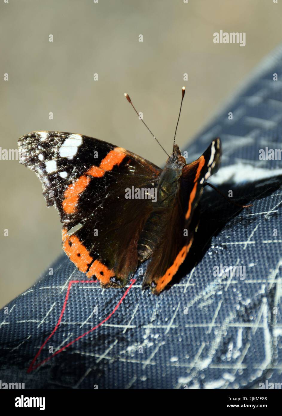 Macro shot di una farfalla su un opaco su uno sfondo sfocato Foto Stock