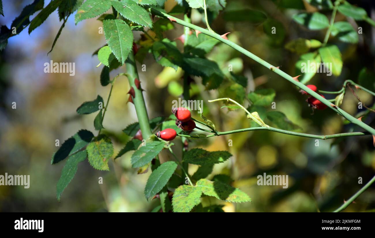 Un primo piano di frutti rossi d'anca rosa su rami spinosi in un giardino Foto Stock