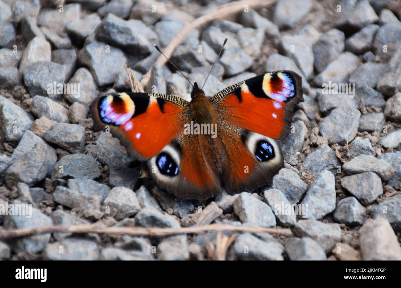 Una bella farfalla rossa sulla superficie di ciottoli Foto Stock