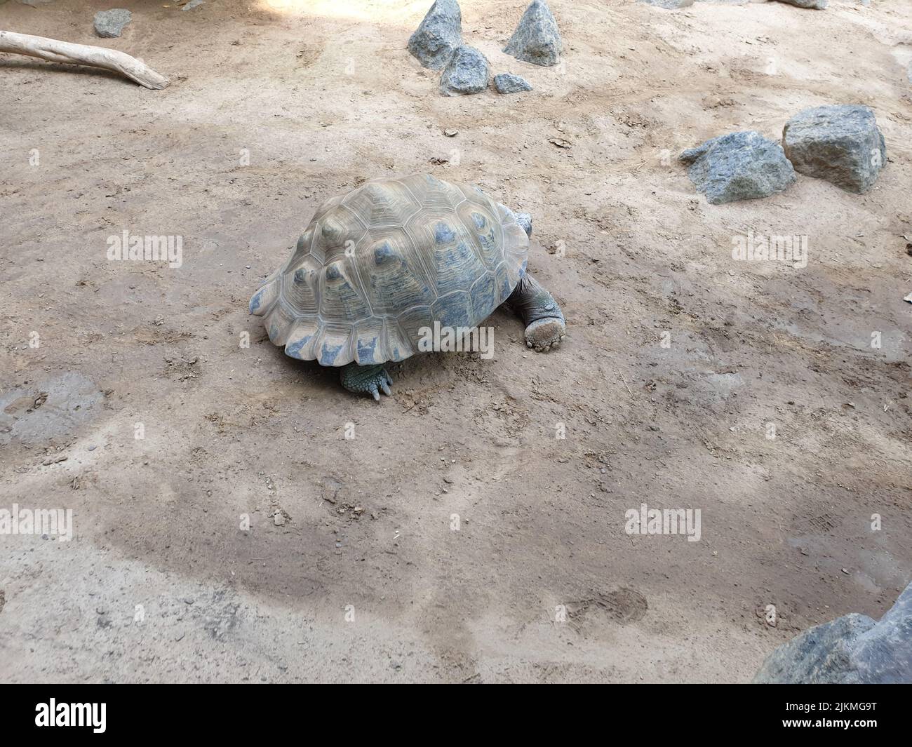 Un primo piano di una piccola tartaruga che striscio sulla spiaggia sabbiosa tra le rocce Foto Stock