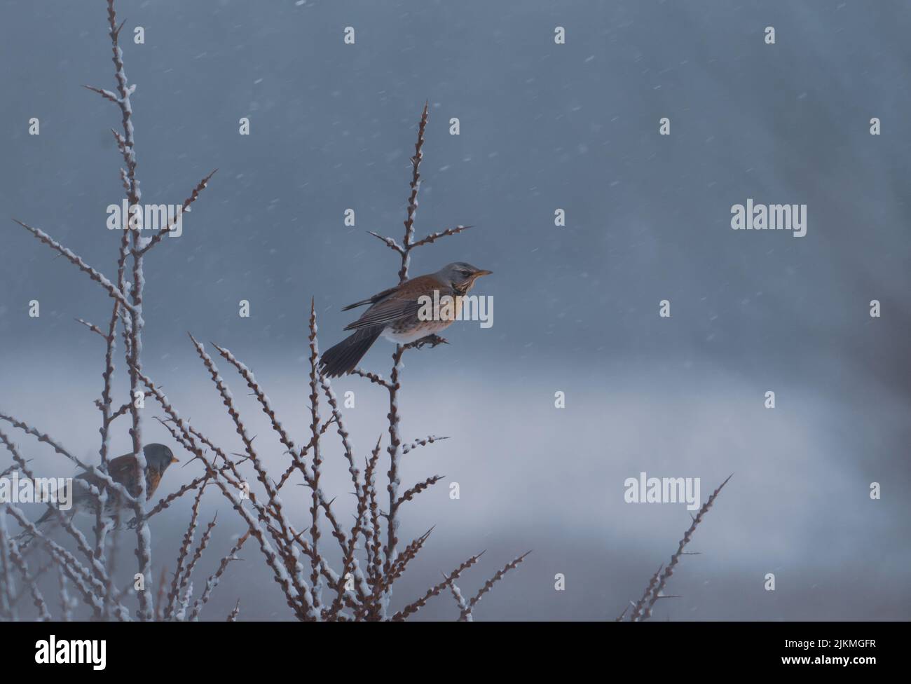 Un colpo di fuoco selettivo di un uccello fieldfare che si aggana su un ramoscello di pianta congelato durante il giorno con sfondo sfocato Foto Stock