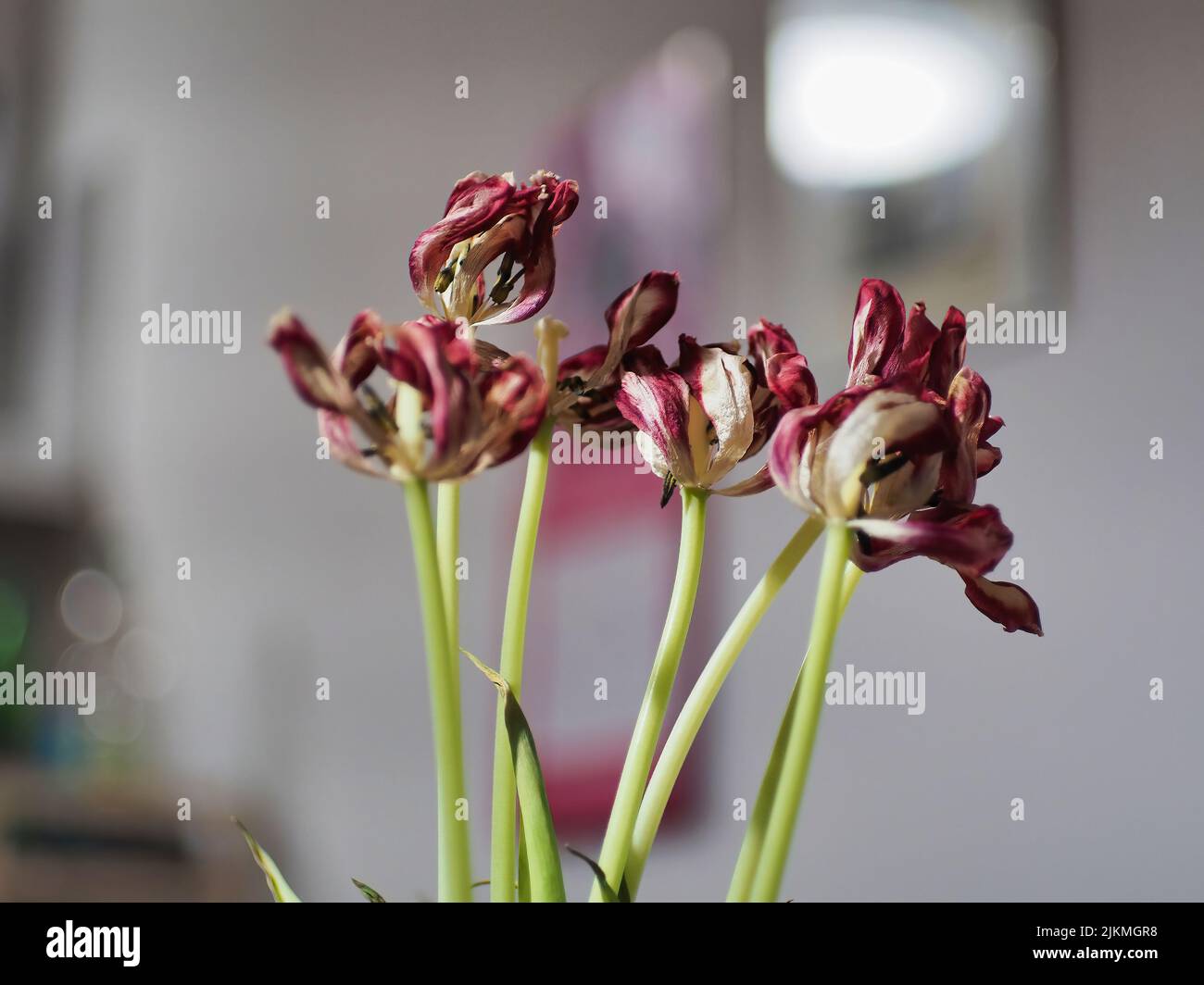 Un fuoco poco profondo dei pianeti morti del tulipano in una casa in luce del giorno con lo sfondo sfocato Foto Stock