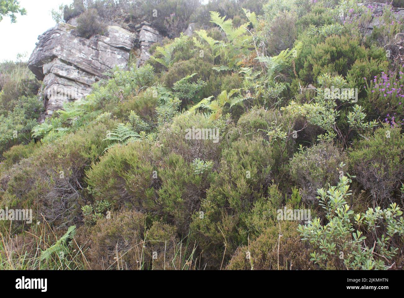 Una varietà di piante e fiori nelle montagne della Scozia Foto Stock