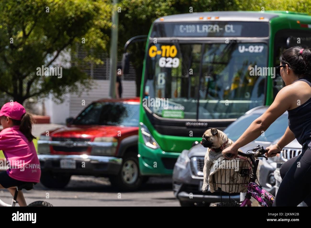 un cane pug seduto nel cesto di una bicicletta con la lingua fuori, Foto Stock