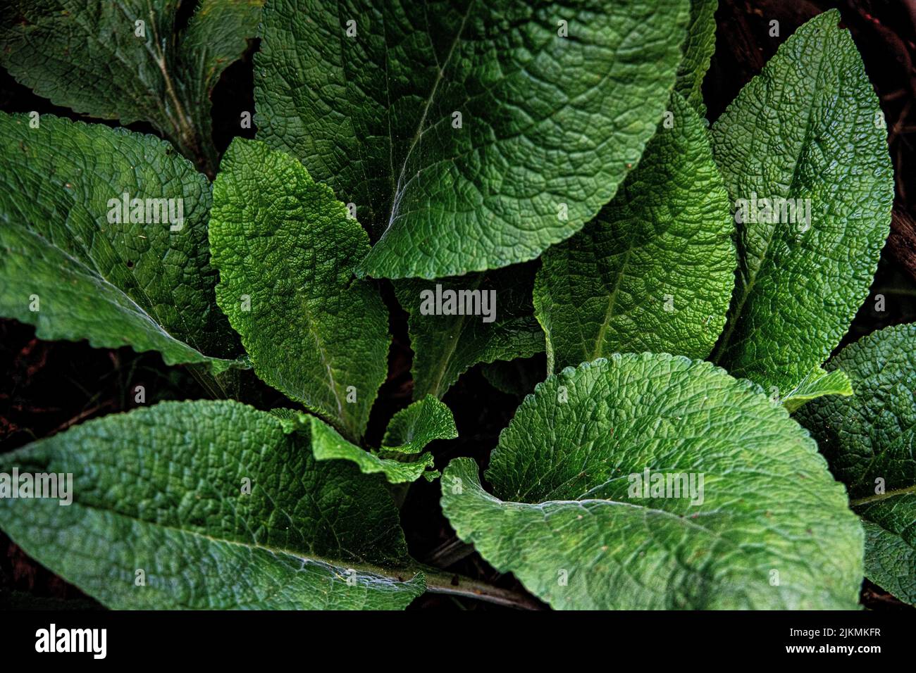 Un primo piano di un bel verde foglie che crescono in giardino con sfondo scuro Foto Stock