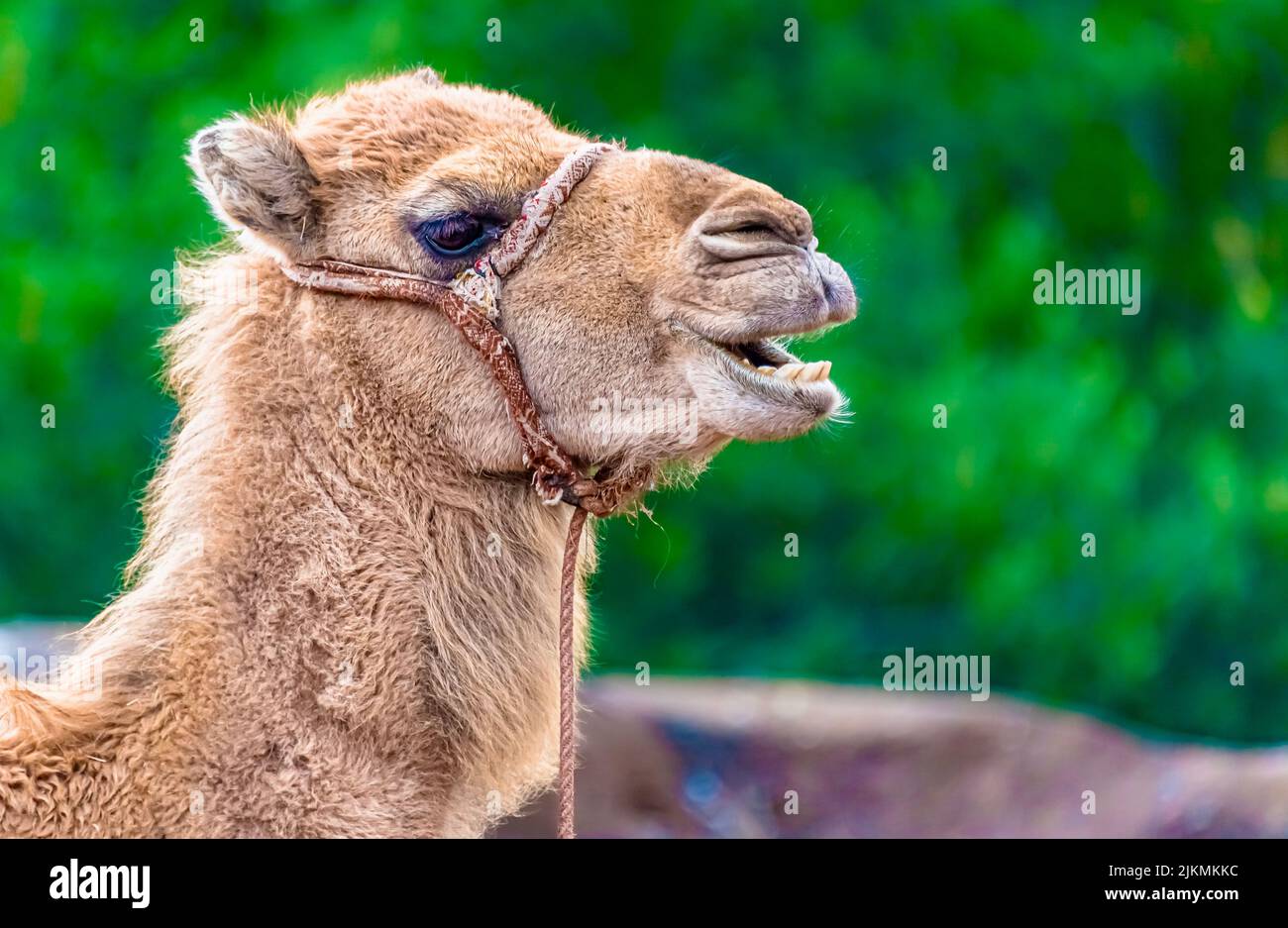 Un primo piano della testa di un cammello con sfondo verde sfocato Foto Stock