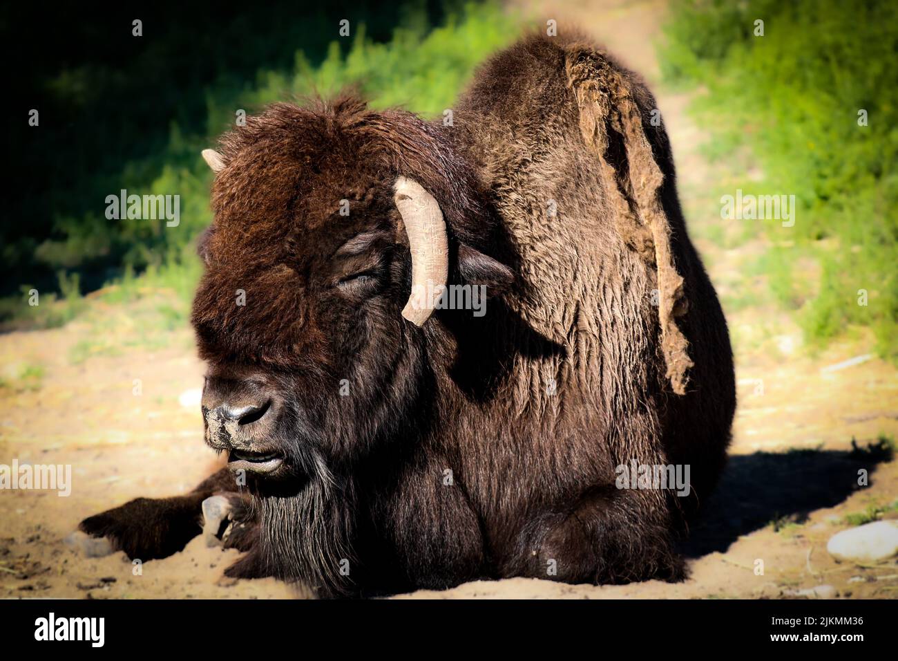 Un selettivo di un bisonte che riposa su una strada rurale Foto Stock Un selettivo di un bisonte che riposa su una strada rurale Foto Stock