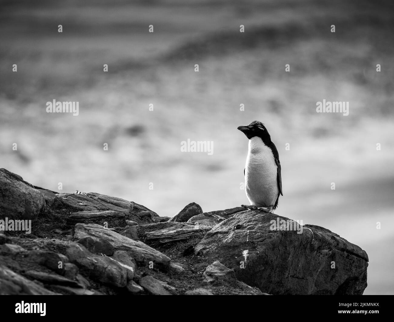 Il pinguino rockhopper meridionale (Eudyptes chrysocome) è un pinguino crestato. Immagine scattata nelle isole Falkland Foto Stock