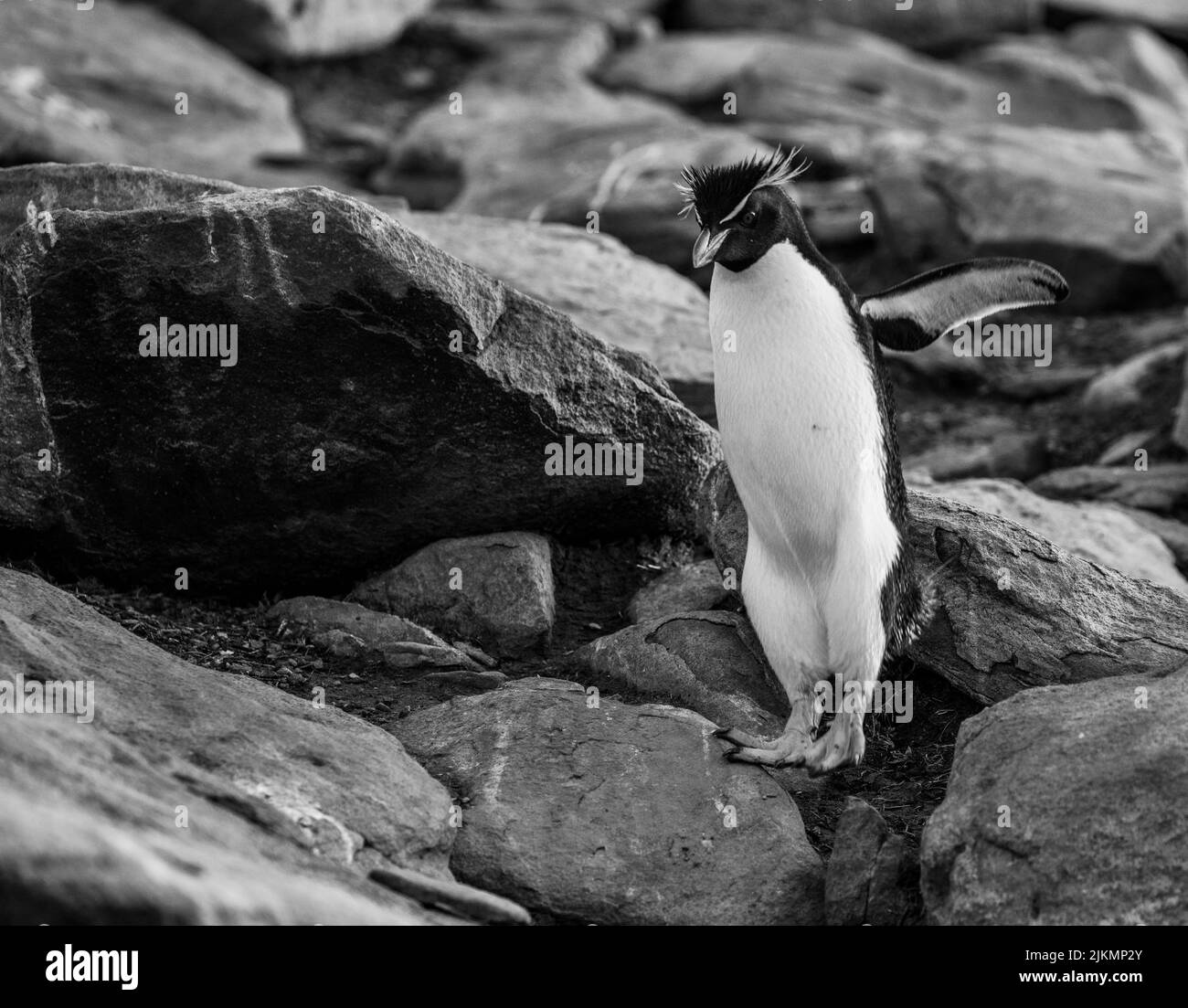 Il pinguino rockhopper meridionale (Eudyptes chrysocome) è un pinguino crestato. Immagine scattata nelle isole Falkland Foto Stock