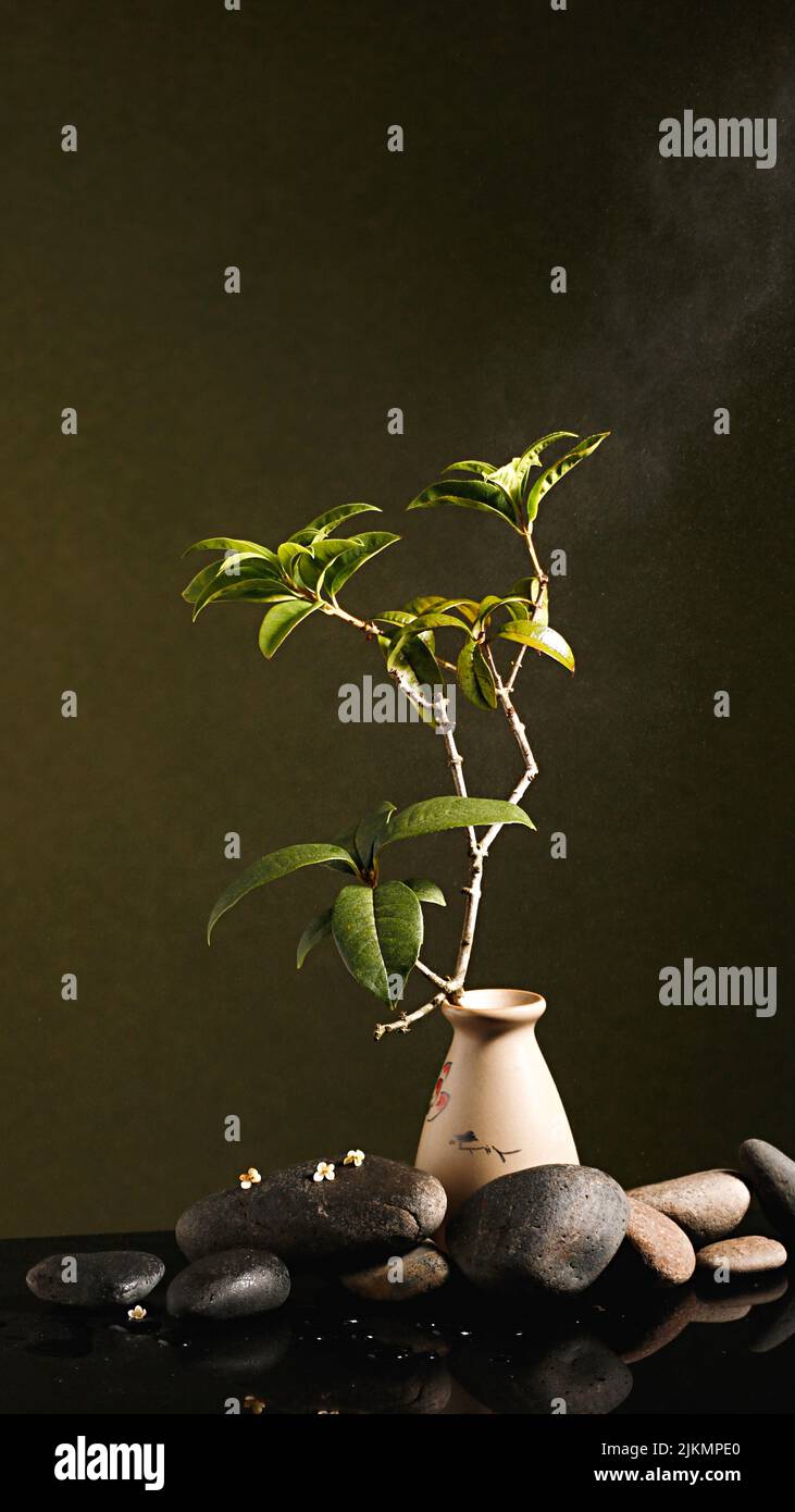 Un bel colpo di piante verdi in un vaso bianco porcellanato con pietre decorative su un tavolo nero contro parete verde scuro Foto Stock