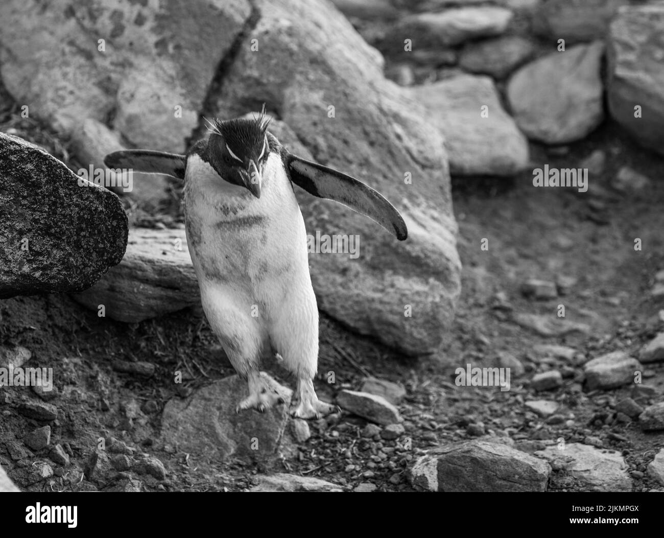 Il pinguino rockhopper meridionale (Eudyptes chrysocome) è un pinguino crestato. Immagine scattata nelle isole Falkland Foto Stock