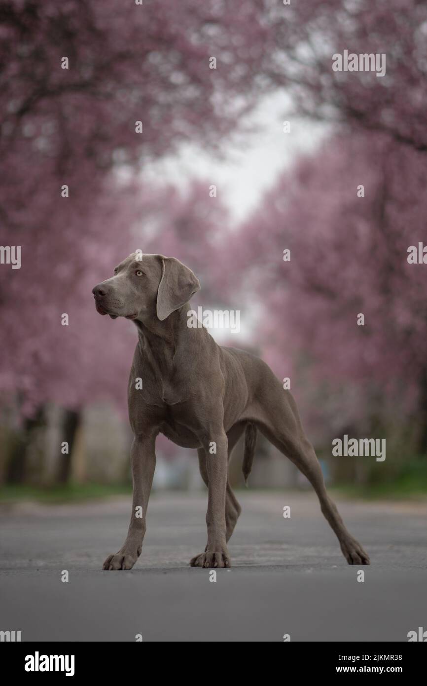 Un fuoco poco profondo del cane Weimaraner guardando lato nel parco con alberi in fiore rosa sullo sfondo Foto Stock