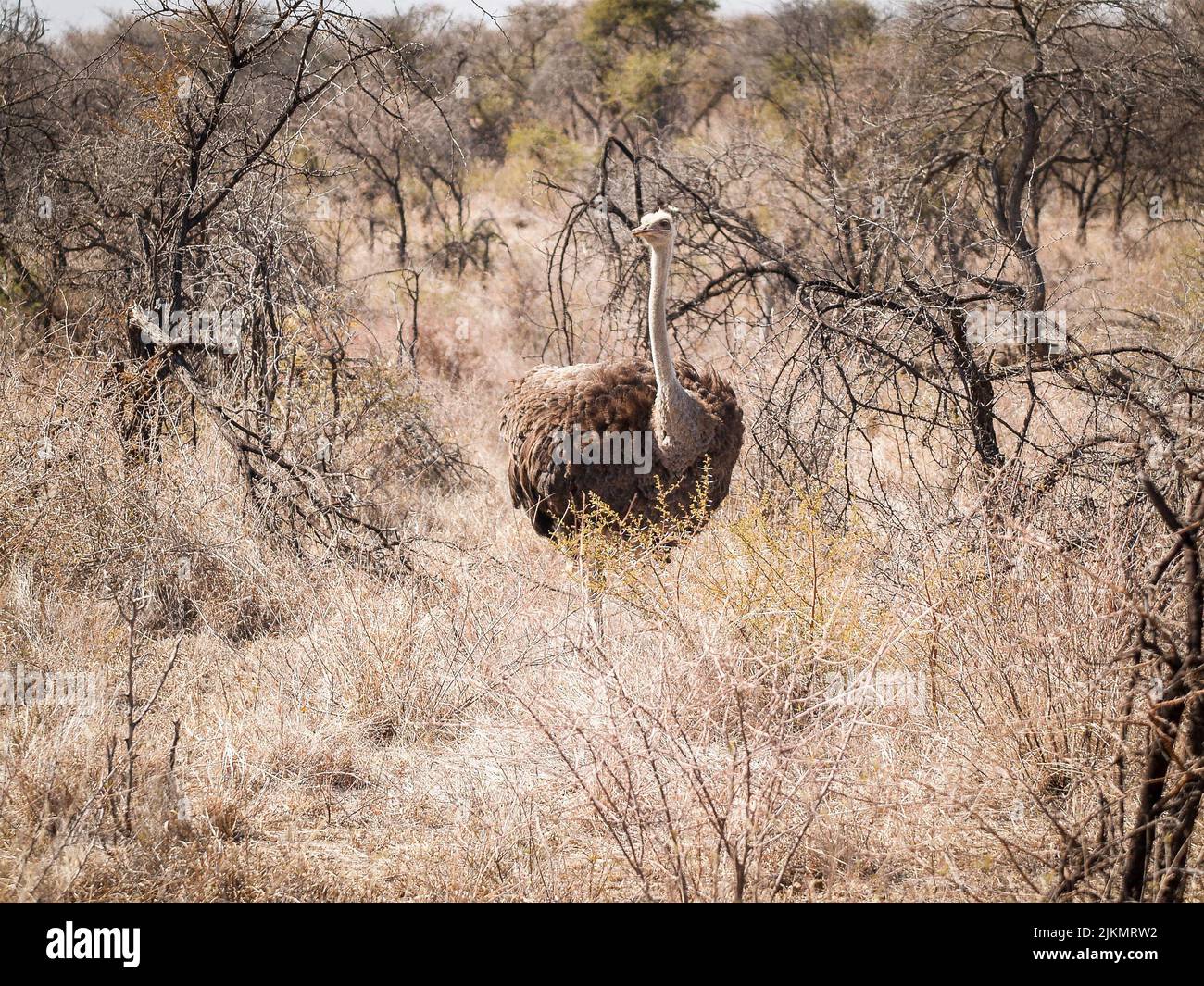 Grande struzzo nella macchia sudafricana Foto Stock