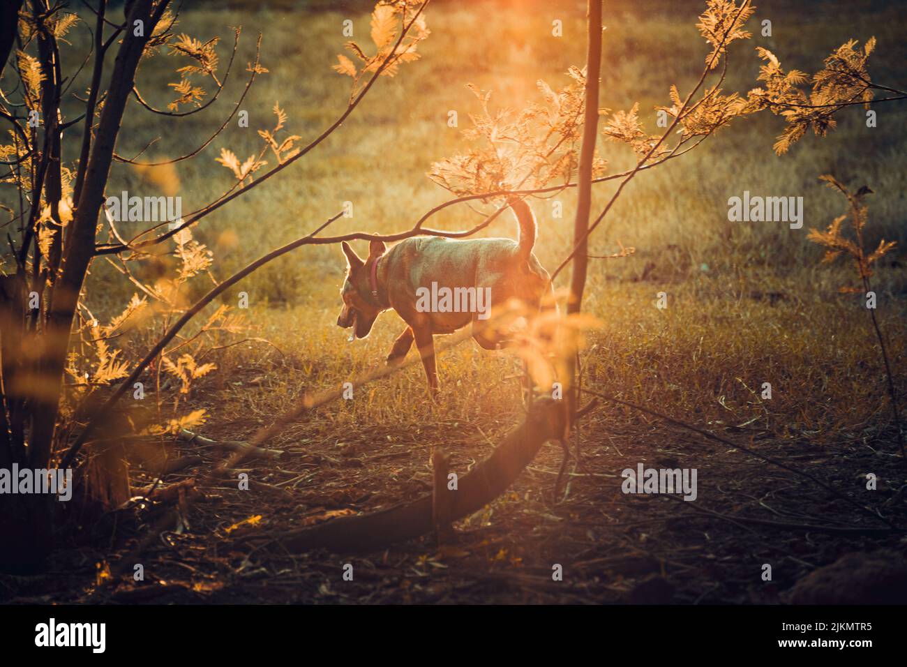 Un cane domestico che cammina in una foresta assolata Foto Stock
