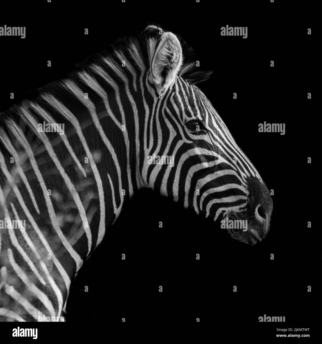 Un primo piano della testa di una zebra isolato su uno sfondo scuro Foto Stock