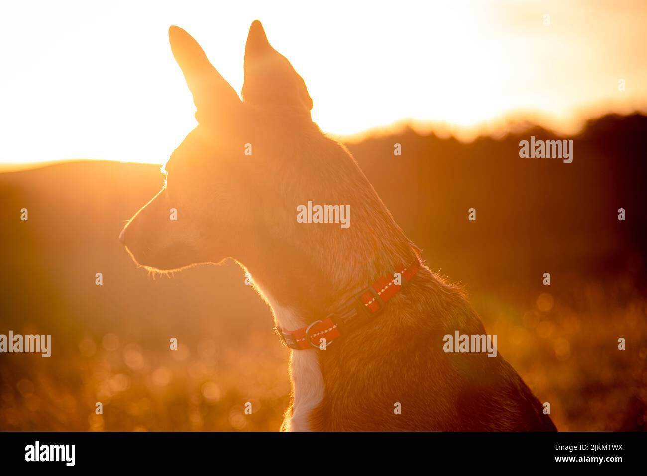Un ritratto di un cane domestico adrenalizzato dal sole Foto Stock