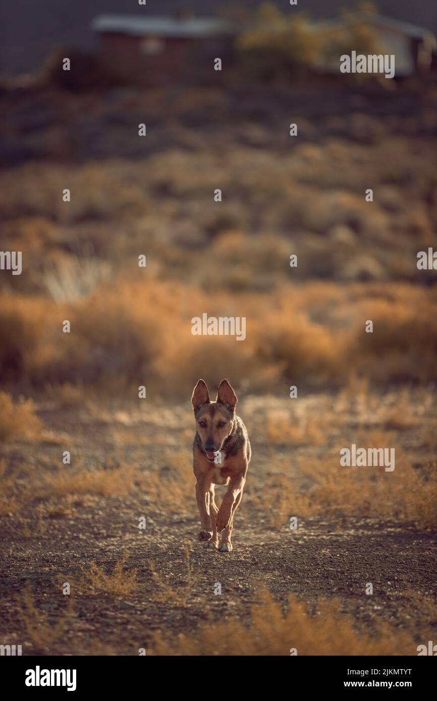 Un colpo verticale di un cane marrone in un prato al tramonto Foto Stock