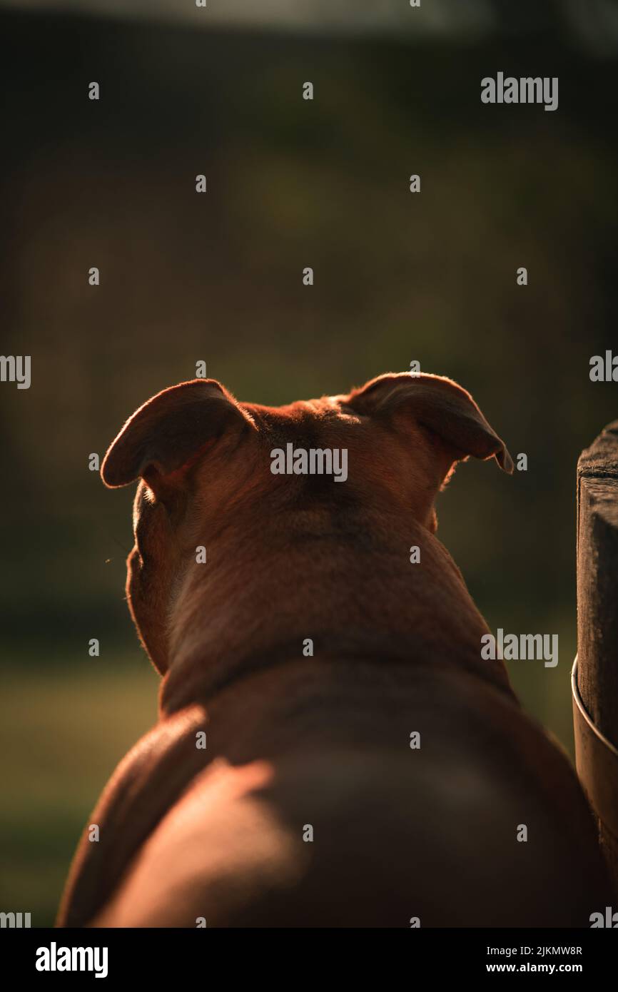 Una vista posteriore di un cane marrone sotto la luce del tramonto in verticale Foto Stock