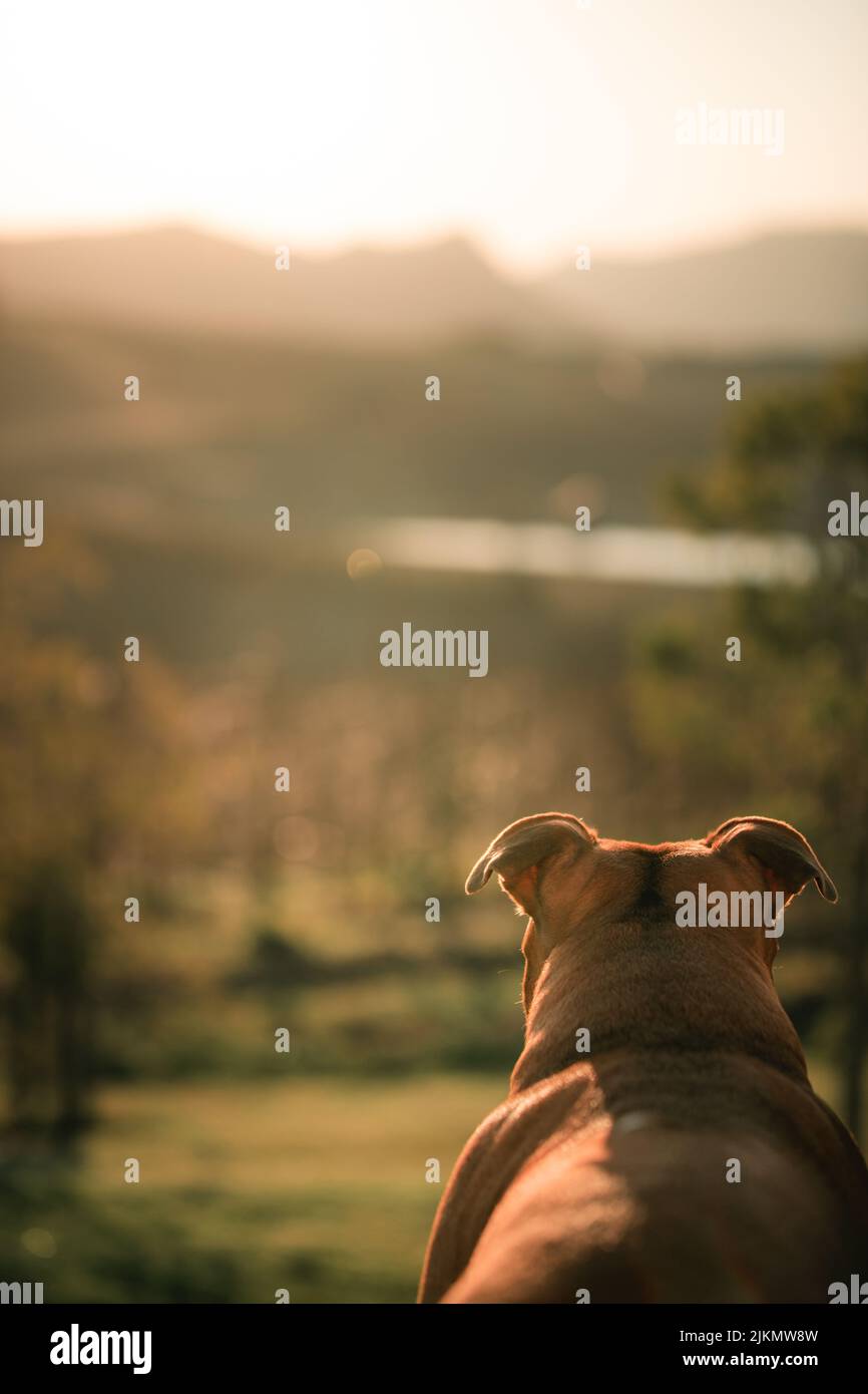 Una vista posteriore di un cane marrone sotto la luce del tramonto in verticale Foto Stock